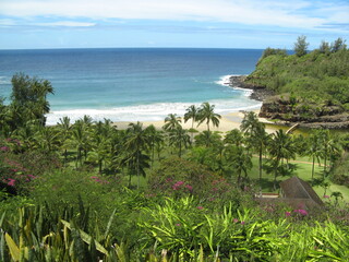 beach with trees and sea