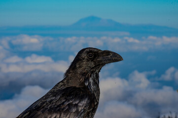 Paisajes de la isla de la Palma, Canarias. España.