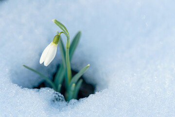 Beautiful first flower. Spring snowdrop flower in the snow.