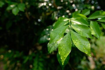 Green leaf with water drops for background.