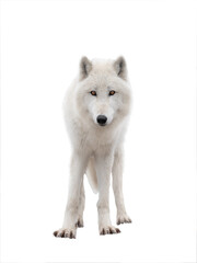 Obraz na płótnie Canvas polar wolf stands isolated on white background