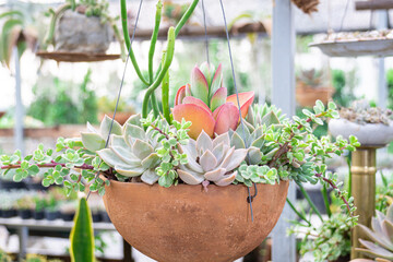 Lovely cactus on hanging planting pot in home garden for decorative