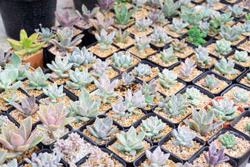 Lovely cactus on planting pot in home garden for decorative