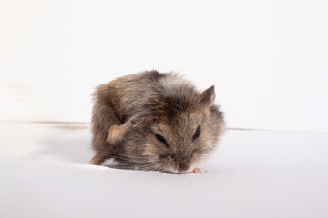Fototapeta na wymiar hamster on a white black background