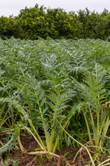 Cardoon (Cynara cardunculus) ready to harvest in an orchard south of the city of Valencia in Spain. Part of the plot is already cultivated. Cardoon is a valued vegetable in the Mediterranean diet.