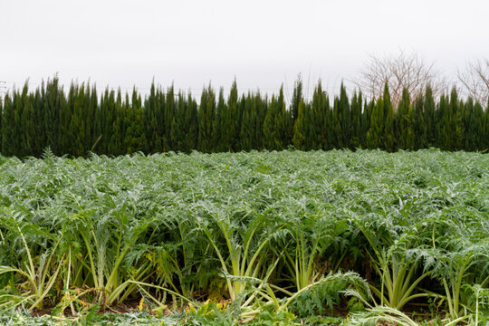 Cardoon (Cynara cardunculus) ready to harvest in an orchard south of the city of Valencia in Spain. Part of the plot is already cultivated. Cardoon is a valued vegetable in the Mediterranean diet.