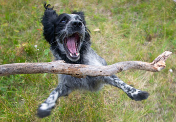 playing spaniel