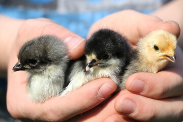 Drei H&uuml;hnerk&uuml;ken gehalten in zwei H&auml;nden