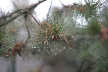 Fototapeta na wymiar Pine tree with green needles in rain drops