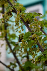 currant bushes in the garden