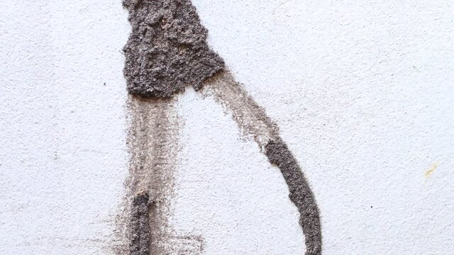 Termite nest on Concrete wall of a house