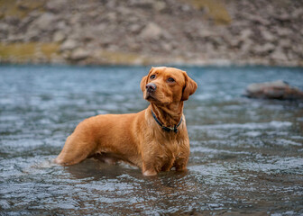 Fox Red Labrador Swimming in a Tarn in the Lake District