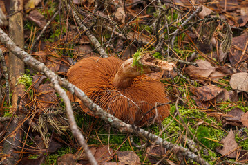 Plucked wild mushroom in the woods