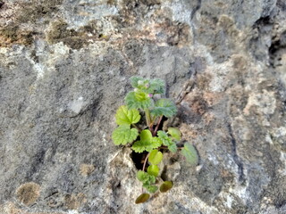 The wild plant grows from  the cracks of the rock 