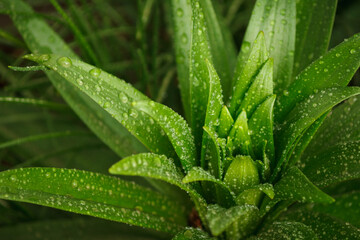 Lily leaves with dew drops