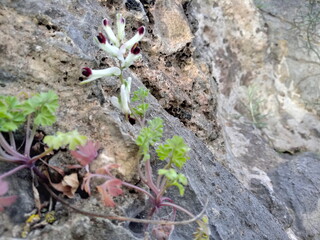 The wild plant grows from  the cracks of the rock 
