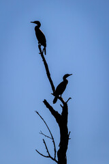 silhouette cormorant bird in a tree