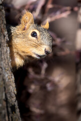 Fox Squirrel