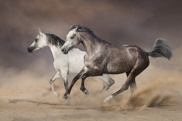 Two grey horses run gallop in desert dust
