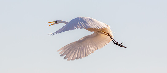Great egret