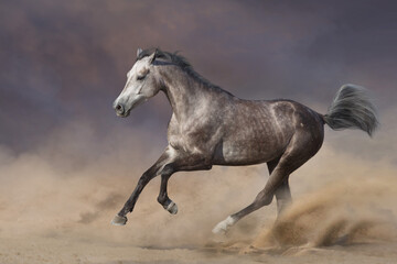 Grey arabian horse run gallop in sandy dust