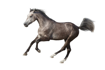 Fototapeta na wymiar Gray horse cutout on white background