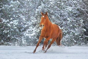 Red Horse run gallop in winter snow wood landscape