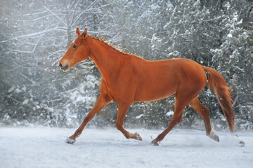 Red Horse run gallop in winter snow wood landscape