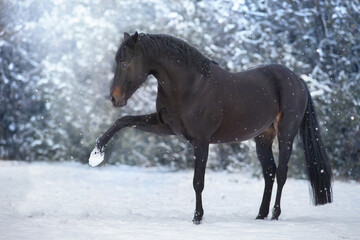 Obraz na płótnie Canvas Black stallion in winter snow wood landscape
