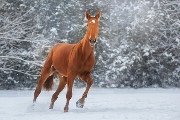 Red Horse run gallop in winter snow wood landscape