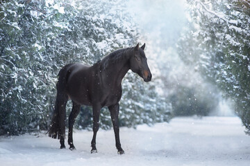Fototapeta na wymiar Black stallion in winter snow wood landscape