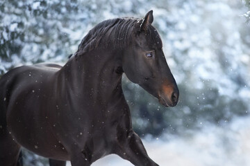 Fototapeta na wymiar Black stallion in winter snow wood landscape