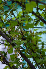 currant bushes in the garden