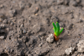 Young sprout of onion sowed on ground in the garden in springtime. Onion harvesting seasonal work at plantation or farm
