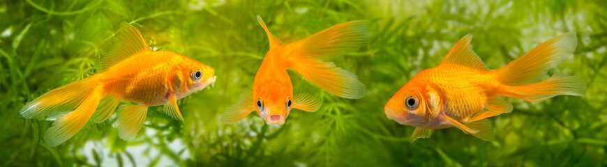 Carassius auratus auratus  - gold fish -  aquarium fish