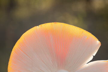 Harvesting forest mushrooms from ecologically clean places