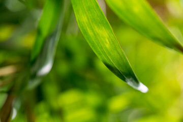 Obraz premium Green palm tree leaves background