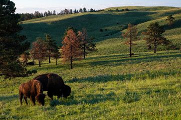 Bull & cow bison grazing in grasslands   Custer State Park   South Dakota © Tom