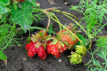 Strawberry plant in garden bed with deformed berries because of boron lack. Harvesting and picking