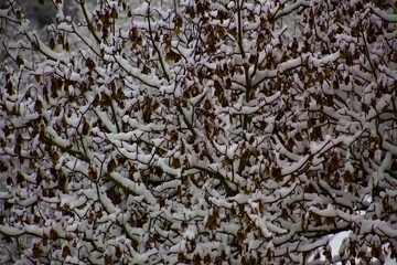Close up of snow covered branches for winter landscape background