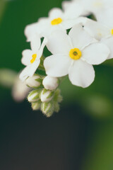 Macro extremely close up photo of white forget-me-not flower with blurred background bokeh