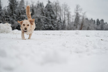 Dog running towards camera in snowed nature
