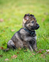 Dog portrait of an eight weeks old German Shepherd puppy with a green grass background. Sable colored, working line breed