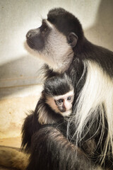 Mum and baby of Colobus guereza in a zoo. They so nice relationship