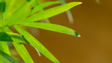 Green palm tree leaves background