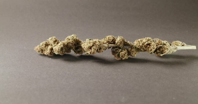 Weed Buds on Grey Background. Organic Cannabis Medicine. Natural Drugs, with CBD and THC