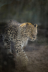 an African leopard is going in a zoo. He is nervous.