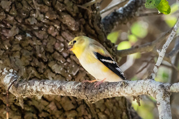 American goldfinch resting on a branch