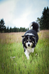 Naklejka na ściany i meble border collie is running in the field in the nature, in mountain in czech republic. She is very happy.