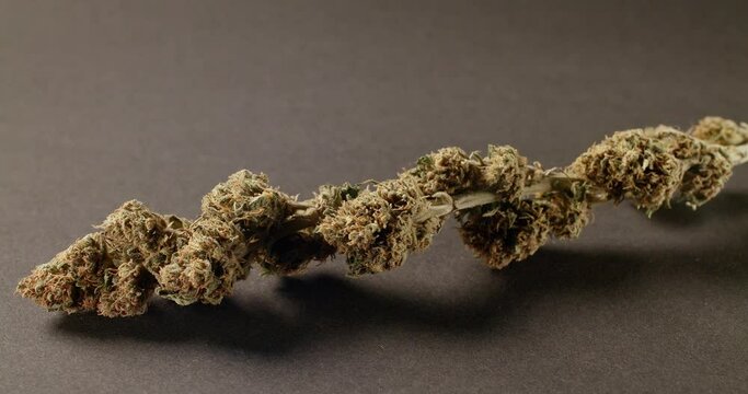 Panning over Cannabis Buds. Marijuana bud close up isolated texture. Marijuana, weed, drug smoking concept